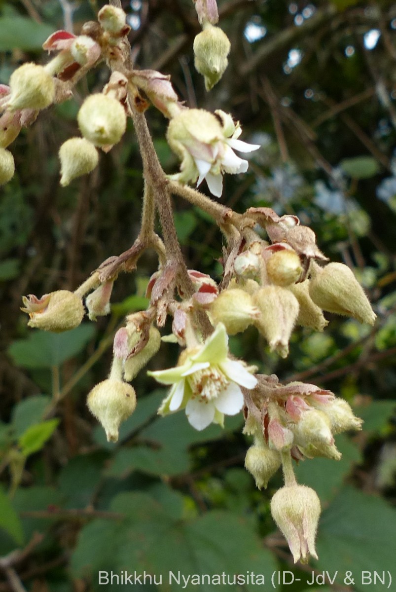 Rubus fairholmianus Gardner